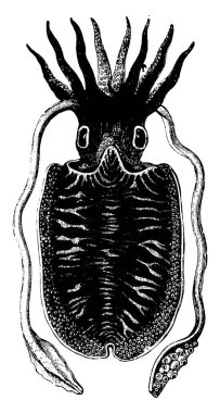 Deniz yumuşakçaları ahtapot sınıfına aittir. Eşsiz bir iç kabuk, klasik çizgi çizimi veya kabartma çizimi vardır..