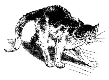 Bir kedinin tipik bir temsili, Felis catus türü, Felidae familyasındaki tek evcil türdür ve genellikle evcil kedi, klasik çizgi çizimi veya oyma çizimi olarak adlandırılır..