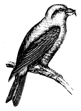Known for their distinct crossed bill, these birds eat seed from mature conifer cones. Their unique bill structure helps them to rip the cones apart, vintage line drawing or engraving illustration. clipart