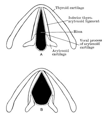Rima glottidleri. İki şekilde, sıradan kolay nefes alırken ve geniş bir şekilde açıldığında, klasik çizim ya da gravür çizimi.