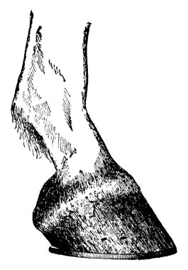 At toynağı, bir atın ayak parmaklarını koruyan sert kaplamalardır.. 