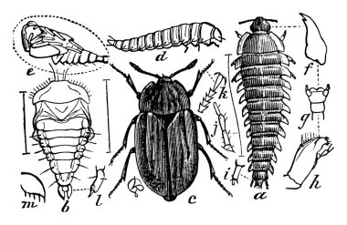 Parçaları, klasik çizimleri ya da kabartma resimleriyle, Carrion-Beetle 'ın bir çizimi..