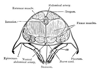 Kerevit ya da kerevit olarak da bilinir. Süperfamilyadaki sayısız kabukludan herhangi biri. Bu figür, kerevitin karın bölgesinin çapraz kesimini, klasik çizgi çizimini veya oyma illüstrasyonunu gösterir..