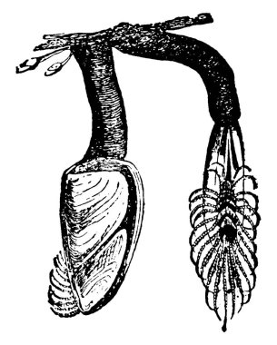 Kaz Barnacle filtreyle beslenen kabuklu hayvanlar yüzen nesnelere, klasik çizimlere ya da kabartma resimlere bağlıdır..