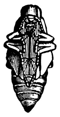 Apple Borer köpek ahşabı sıkıcı, klasik çizim ya da gravür illüstrasyonudur.