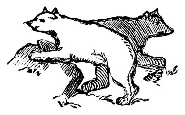 İki ayı birbiriyle oynuyor, Ursidae familyasından etçil memeliler, klasik çizim ya da gravür çizimi.. 