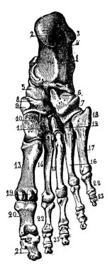 The Tarsal Bones of the Foot are located in the midfoot and the hind foot areas of the human foot, vintage line drawing or engraving illustration. clipart
