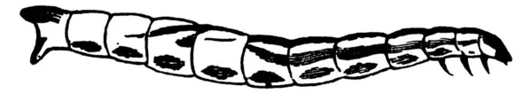 Мягкие Сегментированные Личинки Диакритической Виттаты Рисунок Винтажной Линии Гравировка — стоковый вектор
