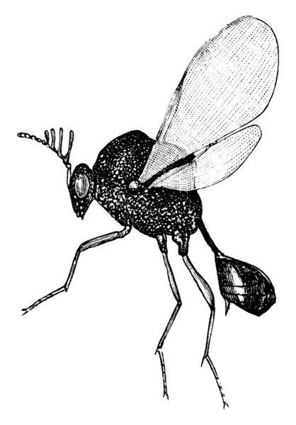 Schematisch Van Sluipwesp Een Kleine Een Minuut Metallic Gekleurde Parasitaire — Stockvector