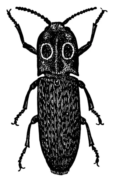 Click Beetle Vannak Elateridae Család Ismert Mint Csattogó Bogár Vintage — Stock Vector