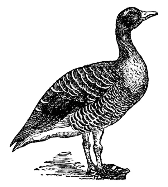 Goose Familia Las Aves Natatoriales Notable Por Mesa Por Sus — Archivo Imágenes Vectoriales
