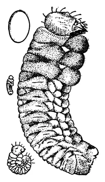 Uma Larva Batalha Pinheiro Com Marcas Manchadas Seu Corpo Segmentado —  Vetores de Stock