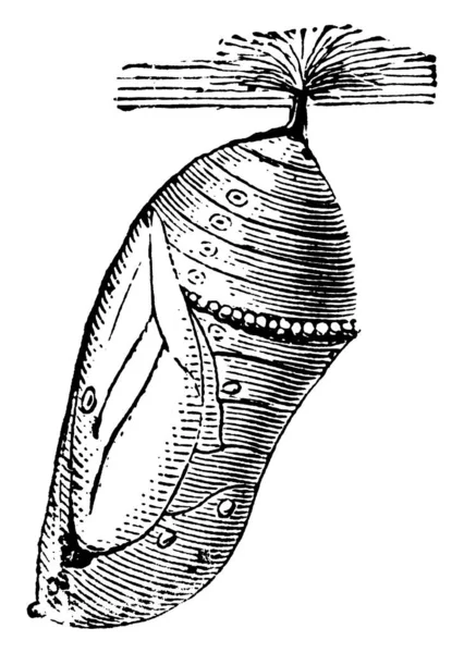 Рисунке Изображена Стадия Куколки Молочной Бабочки Прямо Перед Появлением Бабочки — стоковый вектор