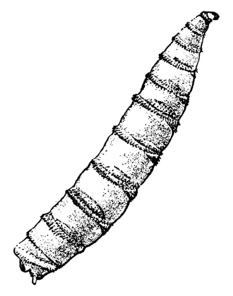 Larva Dari Lucilia Macellaria Spesies Lalat Parasit Gambar Garis Vintage - Stok Vektor