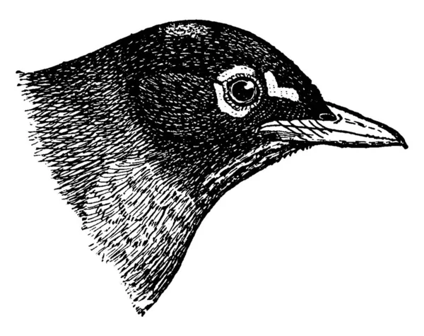 Amerikalı Robin Ardıç Kuşu Ailesinin Göçmen Ötücü Kuşu Klasik Çizim — Stok Vektör