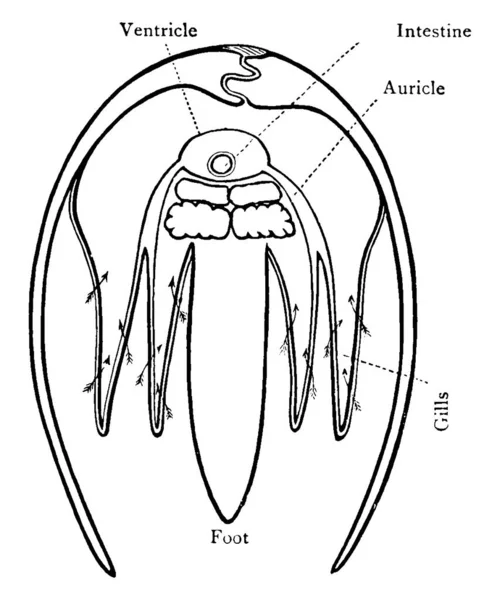 クラムは2つの部分に殻を持つ海の生き物で クラムシェルと呼ばれるしっかりと閉じることができます この図は クラム ヴィンテージライン図面や彫刻イラストの体の断面を表します — ストックベクタ