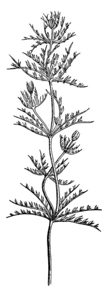 Diagrammet Visar Chara Vulgaris Chara Vulgaris Grön Alg Som Tillhör — Stock vektor