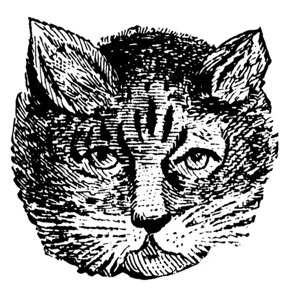 Gato Pequeno Mamífero Carnívoro Domesticado Desenho Linha Vintage Gravura Ilustração — Vetor de Stock