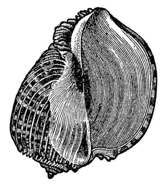 Harp Shell 연체동물 Gasteropoda 속하는 그리고 복족강과 빈티지 선그리기나 그림그리기 — 스톡 벡터