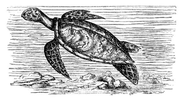 Tortue Est Reptile Utilisé Pour Vivre Dans Eau Adapté Natation — Image vectorielle