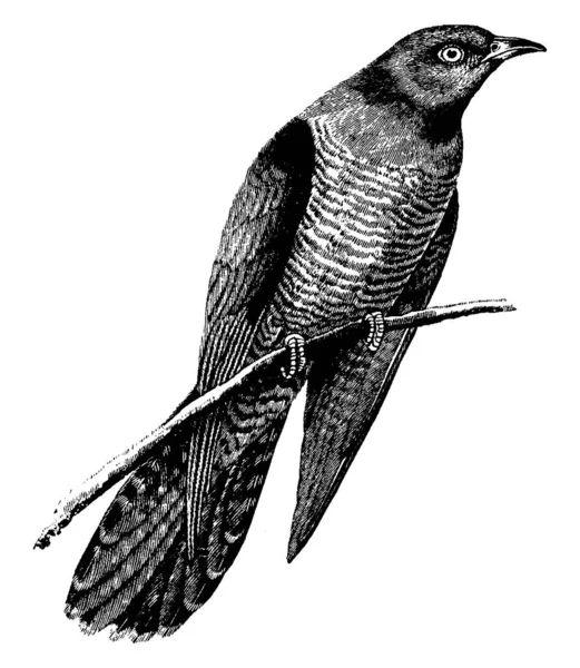 杜鹃是杜鹃科的鸽子大小的鸟 它的声音被杜鹃的钟模仿 它们是体形纤细的长尾鸟类 有中等至粗壮的下弯喙和尖翅 有古老的线条画或雕刻插图 — 图库矢量图片