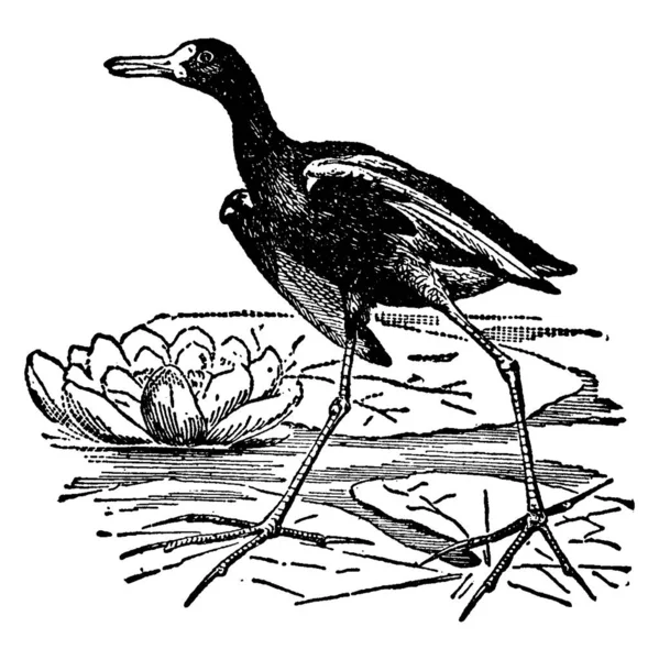 Wading Bird Genus Grallatores Very Light Birds Wide Surface Which — Stock Vector