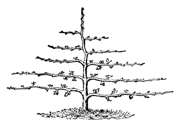 Ятий Рік Обрізання Горизонтально Навченого Дерева Малювання Вінтажною Лінією Або — стоковий вектор