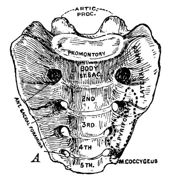 Sacrum Humain Gros Triangulaire Comme Base Colonne Vertébrale Trouvé Entre — Image vectorielle