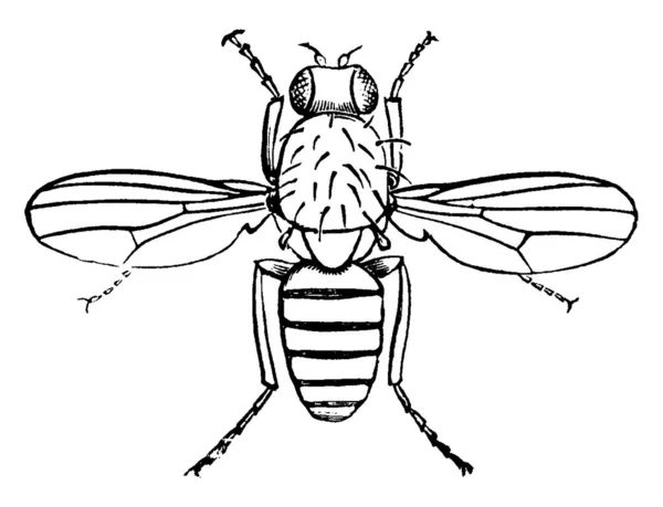 Dospělý Pomády Mouchy Druhu Drosophila Méně Skvrnitý Tvaru Označení Lemování — Stockový vektor