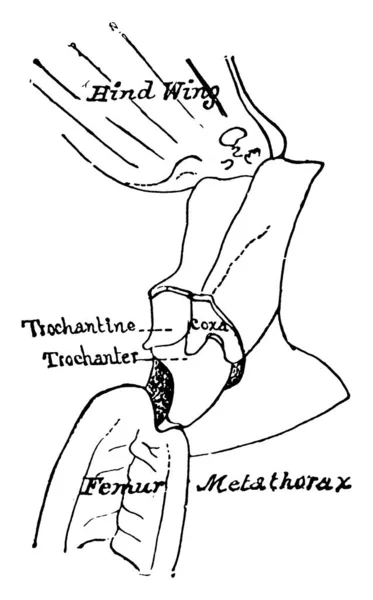 草蜢头部后的身体部分称为胸部 该图显示了胸部的经胸部分 老式线条绘图或雕刻图解 — 图库矢量图片