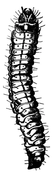 그림은 Prionoxystus Robiniae 애벌레 단계를 묘사하고 있으며 점들이 조각나서 빈티지 — 스톡 벡터
