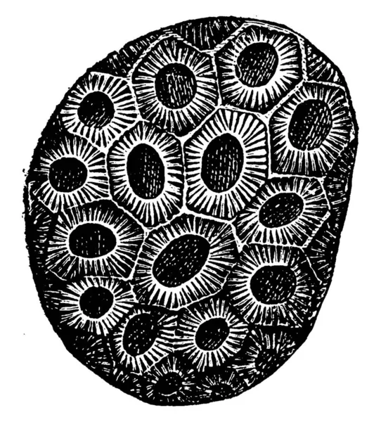 Coral Head Cnidaria Vintage Line Draw Engraving Illustration Anthozoa 클래스 — 스톡 벡터