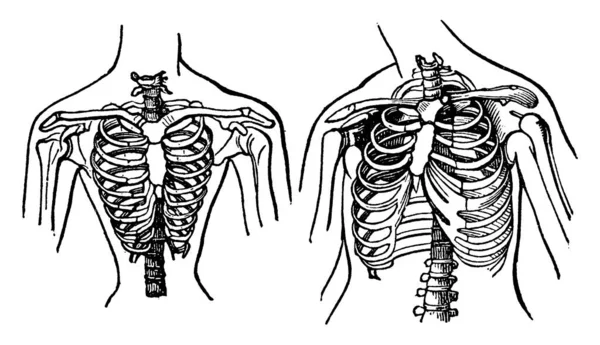 人体の胸部にある骨全てをリブで覆い 線画や彫刻のイラストを見ることができる人間の胸の図 — ストックベクタ