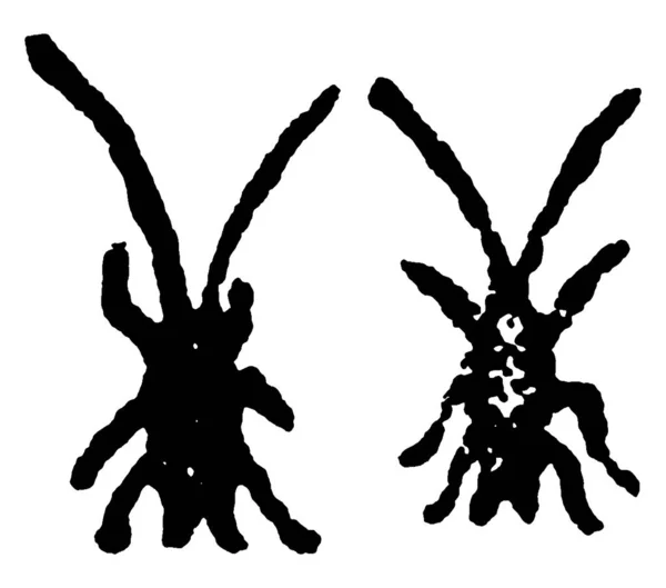 图为Croton Bug Vintage Line Drawing Engraving Illustration的第一阶段 — 图库矢量图片