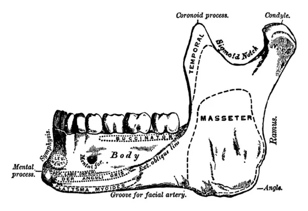 Największa Najsilniejsza Kość Twarzy Służy Odbioru Dolnych Zębów Jej Części — Wektor stockowy
