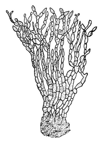 Patógeno Vegetal Sclerotinia Fructigena Forma Conidial Conhecida Como Monilia Desenho — Vetor de Stock