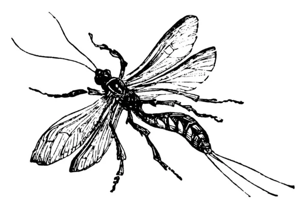 Inseto Família Ichneumon Que São Magros Com Corpos Longos Delgados — Vetor de Stock