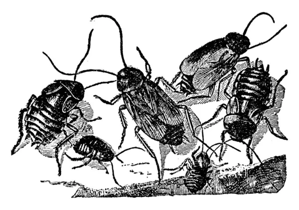 Иллюстрация Мужского Справа Женского Слева Тараканов Просто Тараканов Являются Насекомыми — стоковый вектор