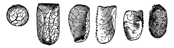 Типичное Представление Видов Листорезальных Пчел Мегахилов Показаны Сегменты Листьев Вырезанных — стоковый вектор