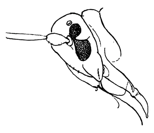 白蝇头侧边的白蝇头 老式线条画或雕刻插图 — 图库矢量图片