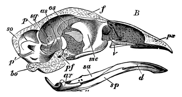 Figure Showing Skull Domestic Hen Vintage Line Drawing Engraving Illustration — Stock Vector
