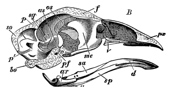 Gambar Yang Menunjukkan Tengkorak Ayam Domestik Gambar Garis Vintage Atau - Stok Vektor
