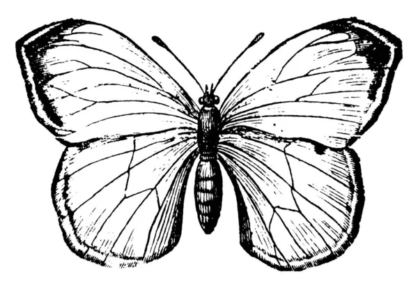Бабочки Семейства Rhopalocera Можно Найти Всему Миру Рисунок Винтажных Линий — стоковый вектор