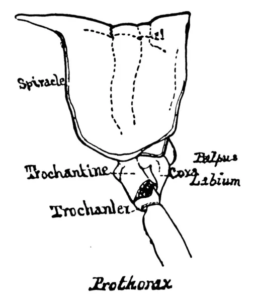 Sección Del Cuerpo Grasshopper Después Cabeza Llama Tórax Este Diagrama — Vector de stock