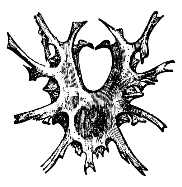 Entosternum Mygalomorfa Spindlarna Dorsalyta Faryngealt Hack Med Liknande Form Vid — Stock vektor