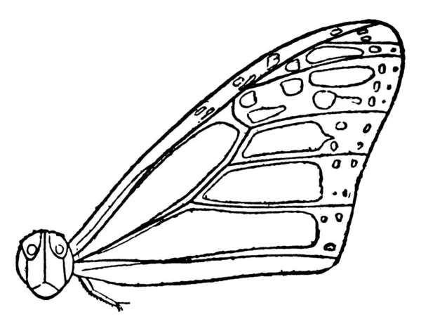 Testrész Császár Pillangó Után Fej Úgynevezett Mellkas Diagram Mutatja Mesothorax — Stock Vector