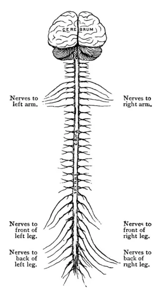 中枢神经系统 Central Nervous System 简称Cns 是神经系统的一部分 由大脑和脊髓 复古线条或雕刻图解组成 — 图库矢量图片