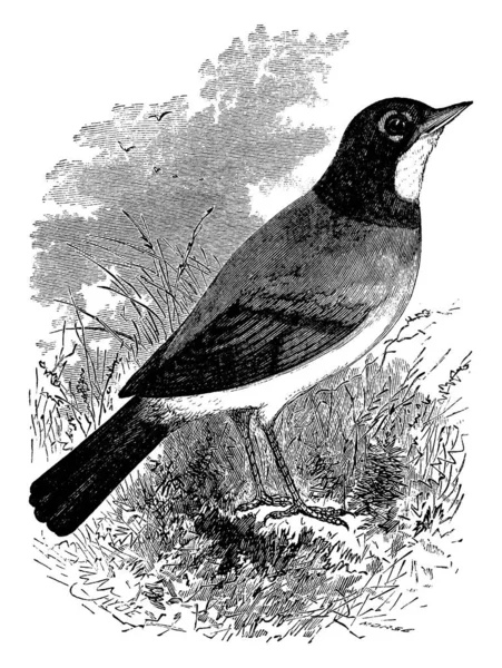 ロビンは もともと唯一のヨーロッパやアジアで発見された非常に特徴的な歌鳥 昆虫や彫刻のイラストです — ストックベクタ