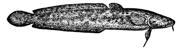 一种典型的机器人鱼 具有颈腹鳍的罗塔鱼 需要寒冷的温度来繁殖 制作老旧的线条或雕刻插图 — 图库矢量图片