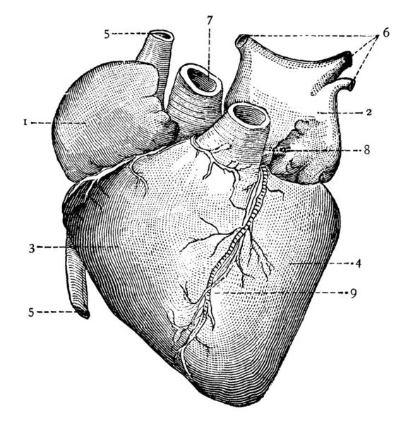 Sağ Auricle Sol Auricle Sağ Ventrikül Sol Ventrikül Sistemik Damarlar — Stok Vektör